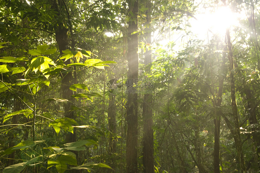 绿林阳光绿色荒野光束丛林叶子森林公园耀斑日光图片