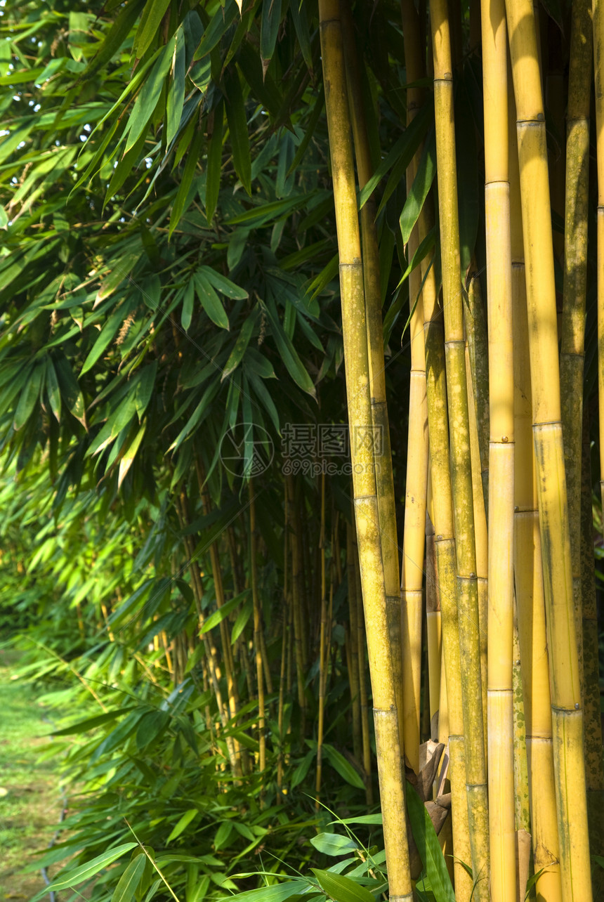 竹子风水生物植物绿色花园文化园艺森林生长气候图片