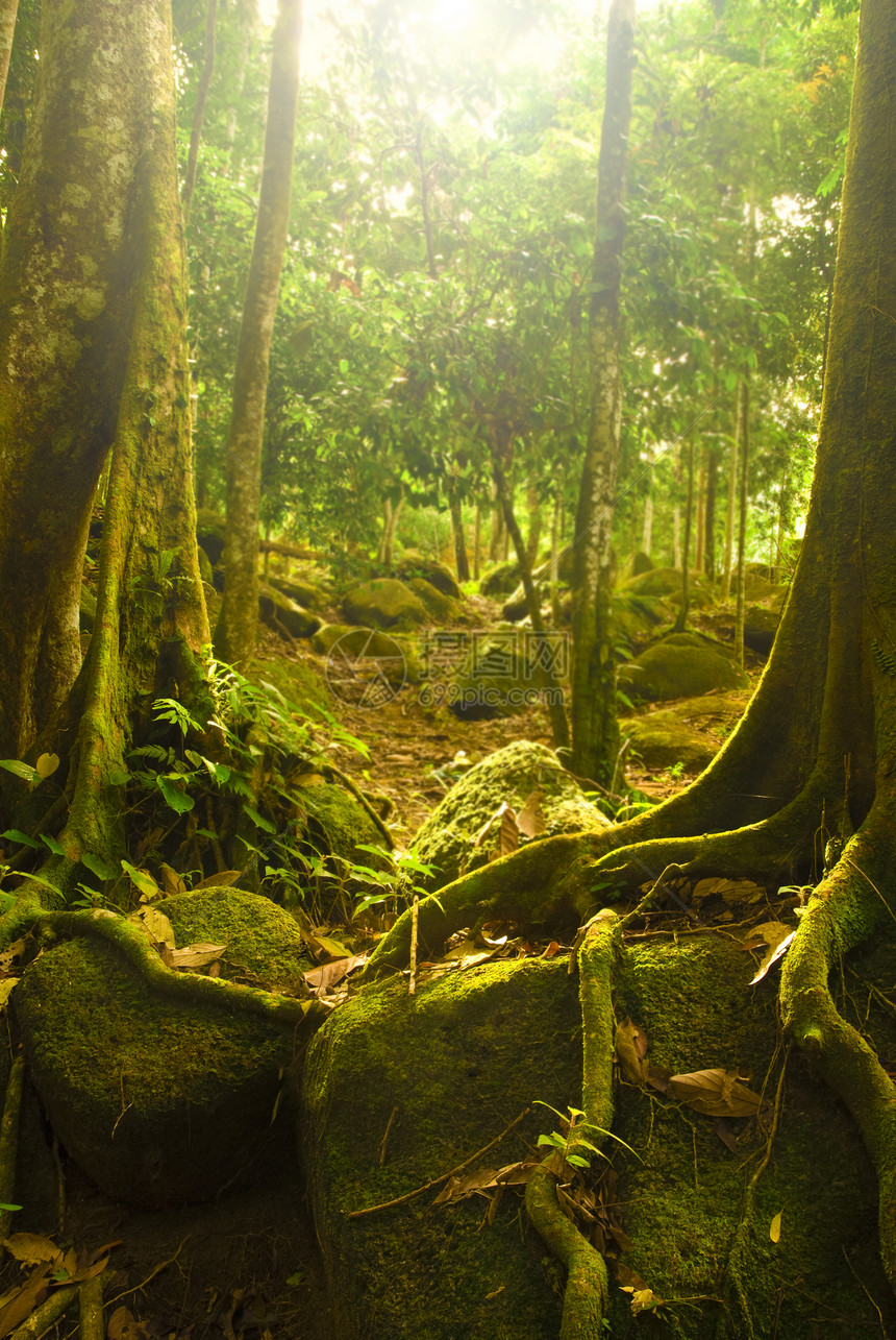 森林射线季节丛林荒野热带晴天薄雾日光娱乐阳光图片
