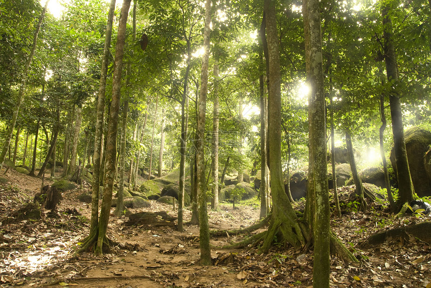 绿林雨林丛林太阳光束公园农村热带风景日光树干图片