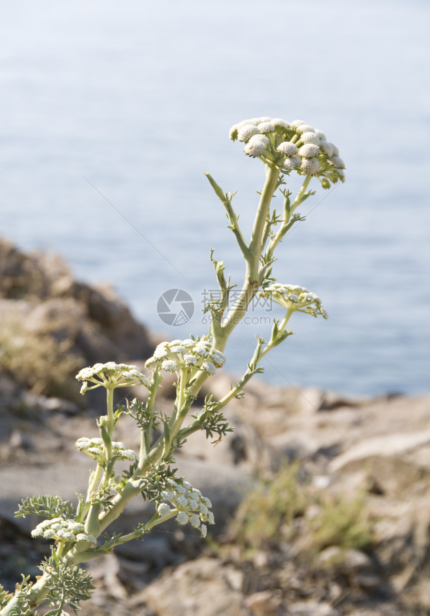 虫木花花虫子蓝色绿色芳香伞形草本植物花序杂草白色宏观图片