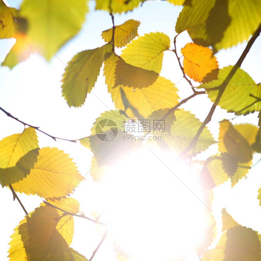 秋天的假期即将结束森林金子场景宏观季节橙子墙纸叶子射线框架图片