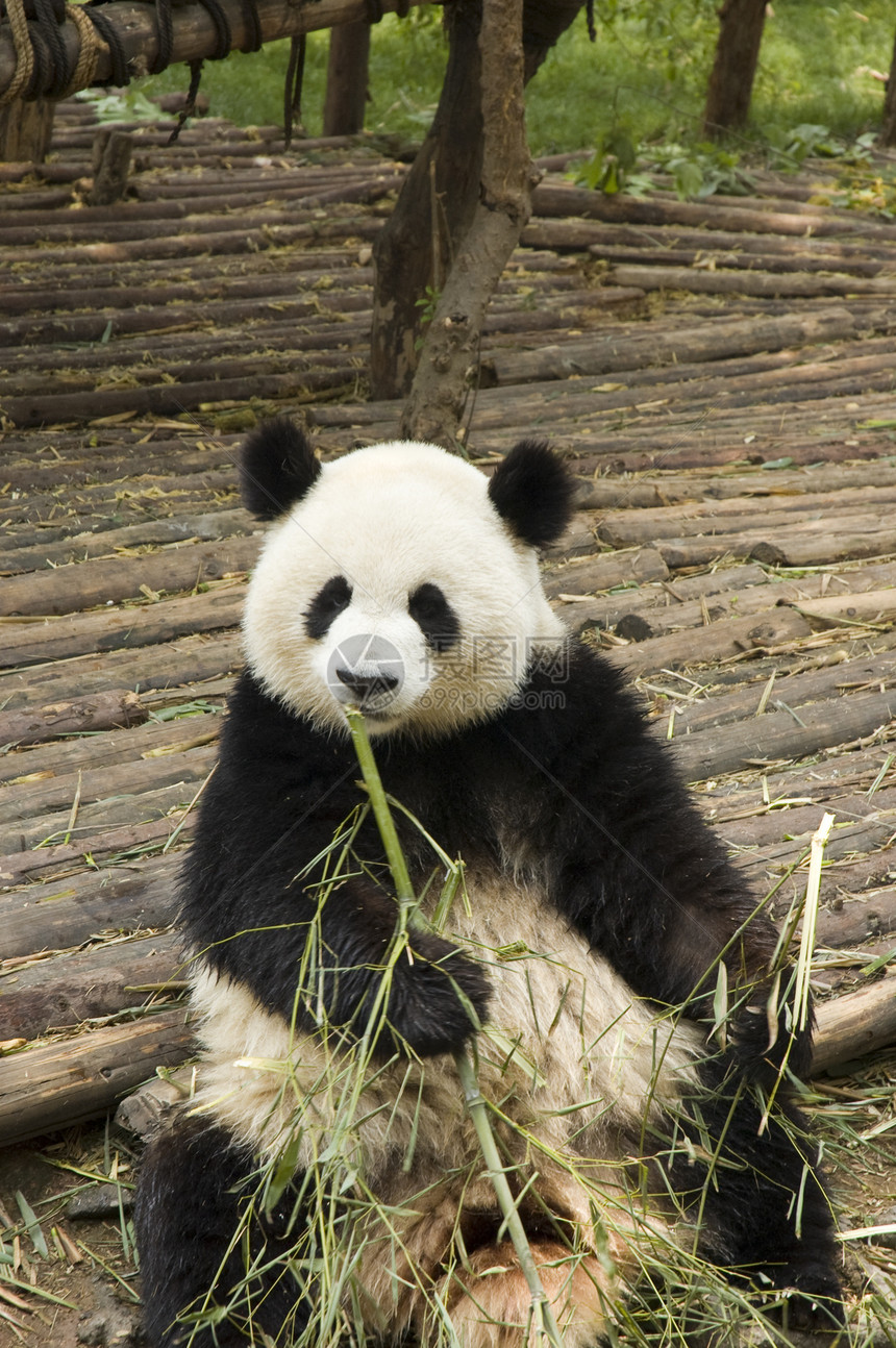 熊猫动物园竹子旅行用餐野生动物食物白色叶子黑色濒危图片