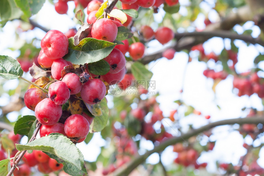 红秋秋莓植物水平植物群季节树枝浆果红色水果季节性树叶图片
