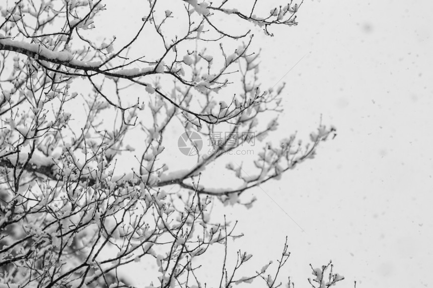 寒雪覆盖冬树 没有叶子白马公吨观光环境生态村庄蓝天蓝色天空旅行图片