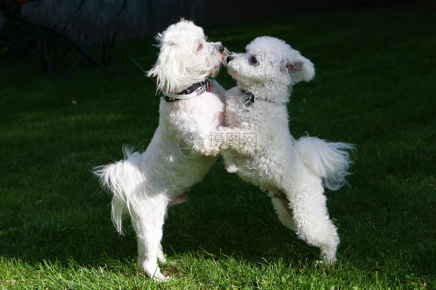 比森峰和比川混合狗哺乳动物舌头头发动物小狗朋友犬类白色宠物图片