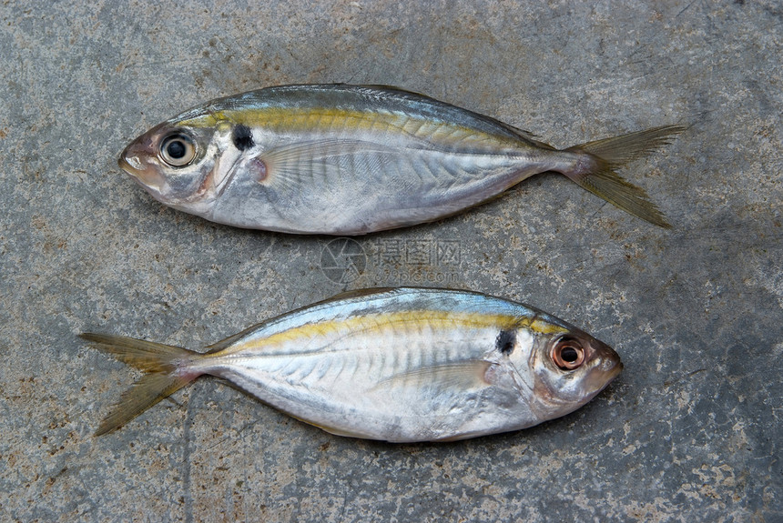 黄色条纹鱼海鲜淡水标本美食食物营养饮食渔业鳟鱼尾巴图片