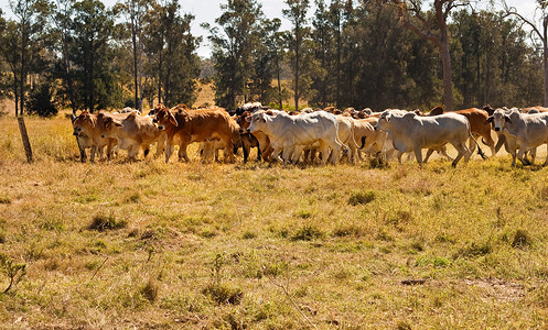 布拉赫曼牛群在草场对面移动高清图片