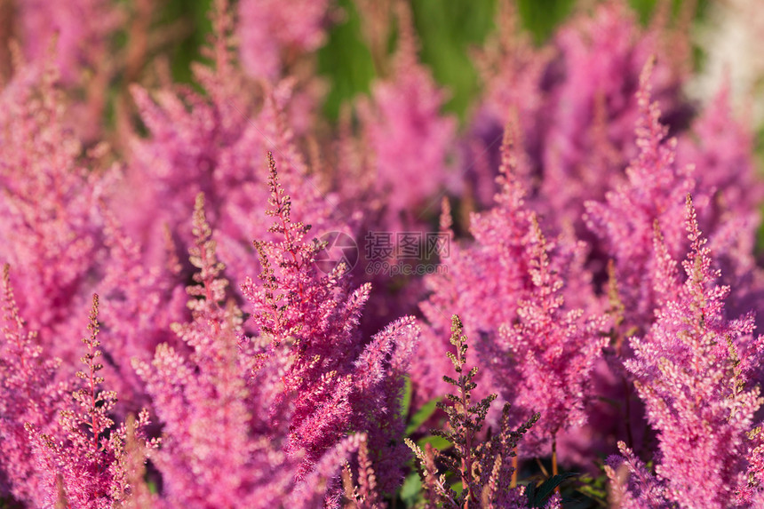 粉色卡鲁纳粗俗花朵场地野花荒地紫色植物群叶子植物学农村园艺季节图片