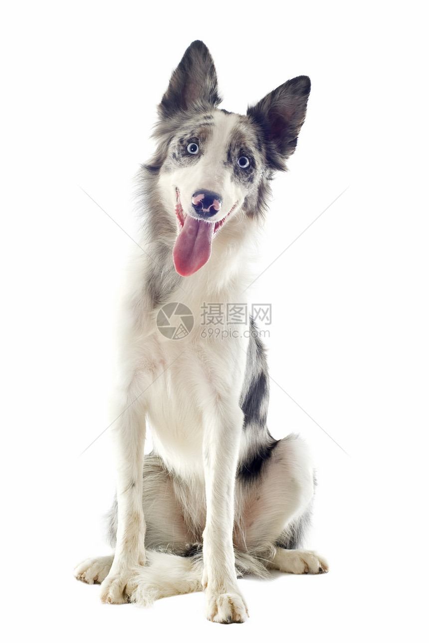 边边框collie动物灰色眼睛犬类宠物白色蓝色牧羊犬图片