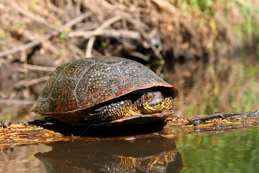 白金海龟在日志上敲打环境爬虫野生动物乌龟疱疹植物生态溪流反射森林图片