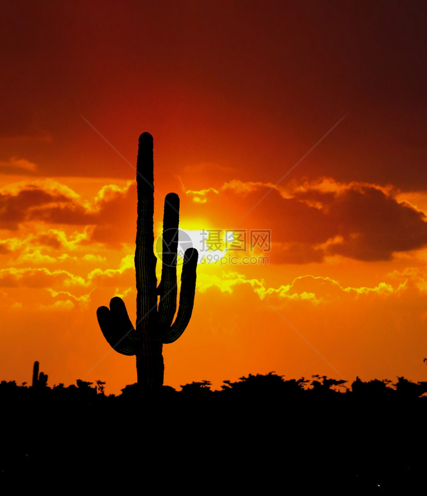 Cactus 树红色丝兰山脉踪迹沙漠迷信荒野太阳植物群日落图片