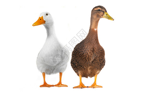 2个鸭白女人水禽动物男人荒野男性宠物女性鸭子野生动物背景图片