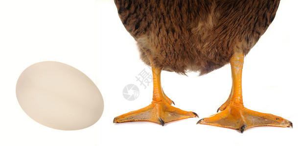 鸡蛋和鸭子背景图片