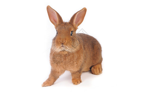 棕兔宠物棕色动物兔子白色闲事毛皮工作室耳朵背景图片