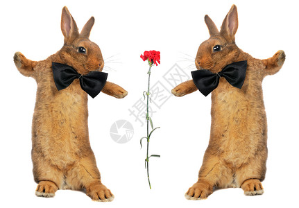 兔子兔童年花花公子哺乳动物毛皮动物柔软度农业爪子蝴蝶宠物背景图片