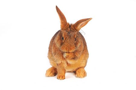 棕兔动物耳朵兔子工作室白色闲事毛皮宠物棕色高清图片