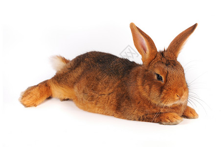 棕兔工作室宠物毛皮闲事动物白色兔子棕色耳朵高清图片