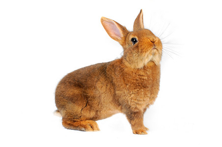 棕兔耳朵毛皮宠物工作室白色闲事动物兔子棕色背景图片