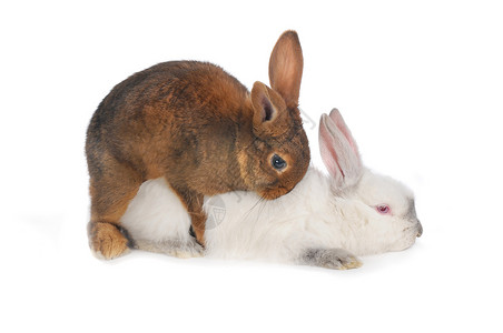 兔子性别耳朵工作室动物闲事白色毛皮宠物棕色背景图片