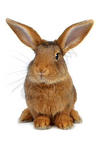 棕兔棕色耳朵闲事动物兔子毛皮工作室白色宠物背景图片