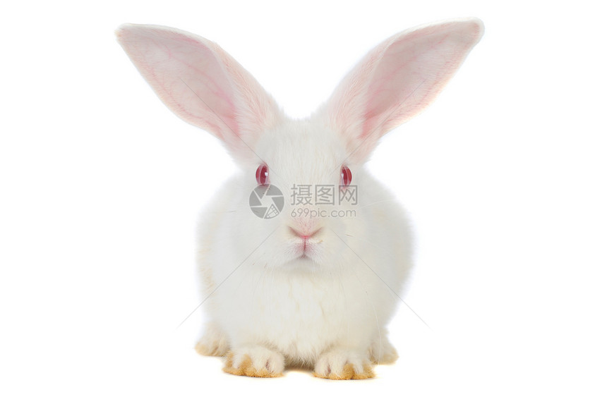 兔子兔农业柔软度童年毛皮头发脊椎动物爪子哺乳动物白色动物图片