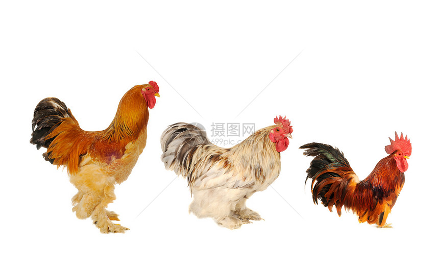 纯青棕色公鸡流感农业生物白色农场家禽家畜季节男性乡村图片