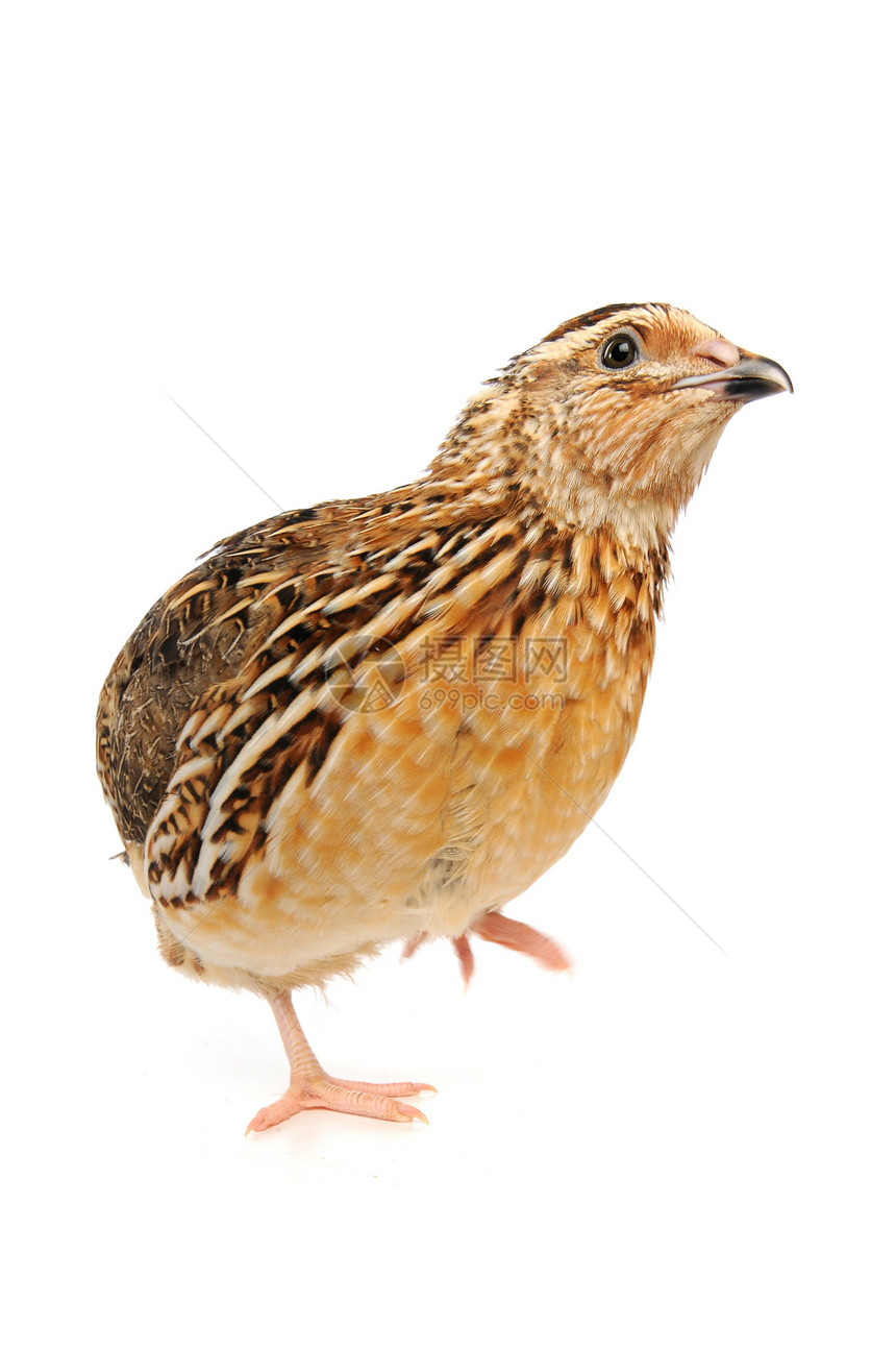 码头雏鸟熟食棕色杂色生活大理石纹家畜家禽食物鸟类图片