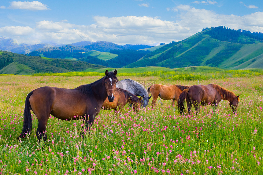 马在草地上放牧山脉蓝色动物草本植物国家景点棕色农业自由场地图片