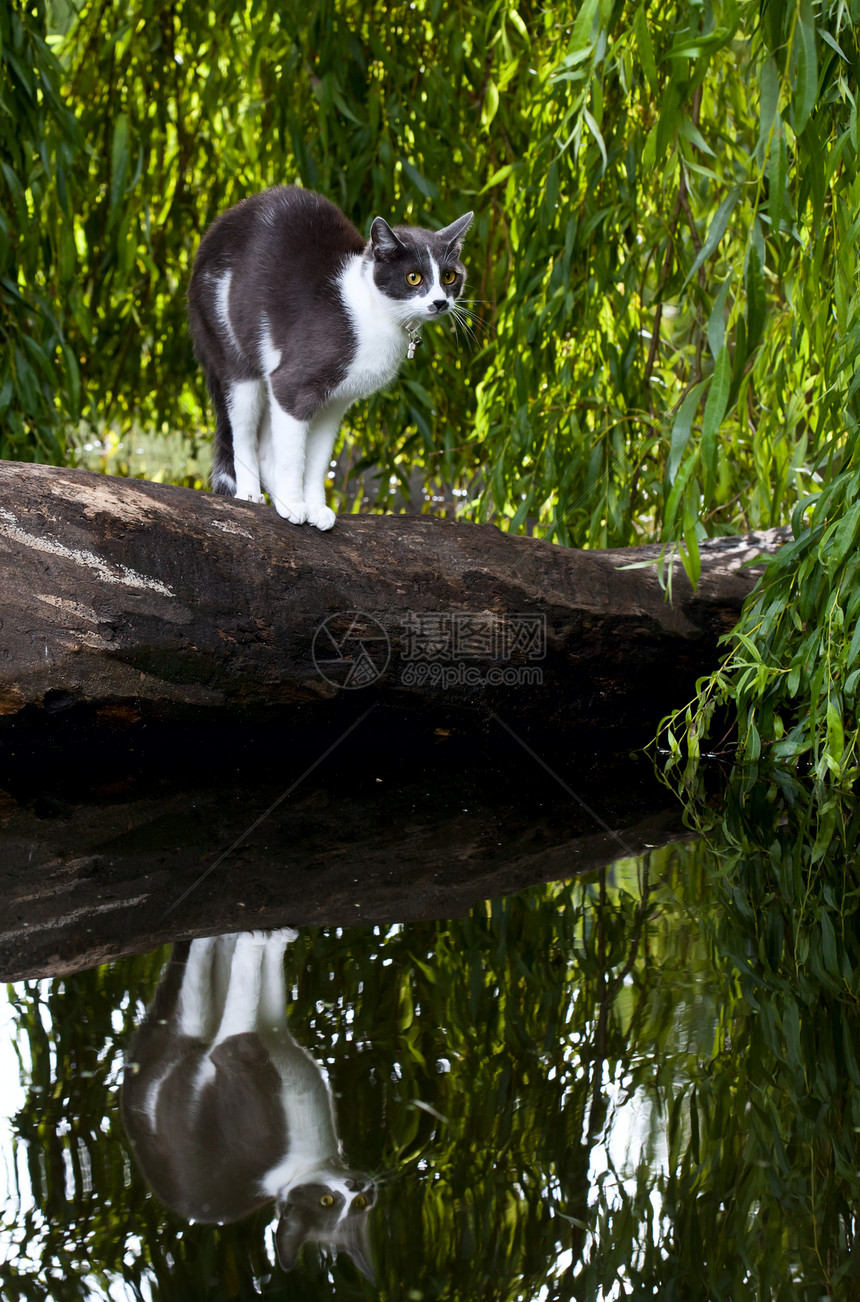 胆怯的家禽猫和在水中的反射图片