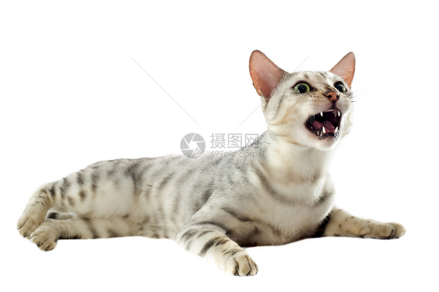 具有侵略性的金刚猫工作室动物警觉牙齿豹纹斗争棕色灰色宠物图片