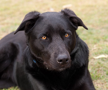 澳洲牧牛犬澳大利亚工作狗 黑海皮纯种农场警报动物牧场朋友黑色牧羊人伴侣犬类宠物背景