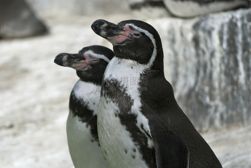 Humboldt企鹅生物二人白色野生动物黑色哺乳动物荒野海鸟动物图片