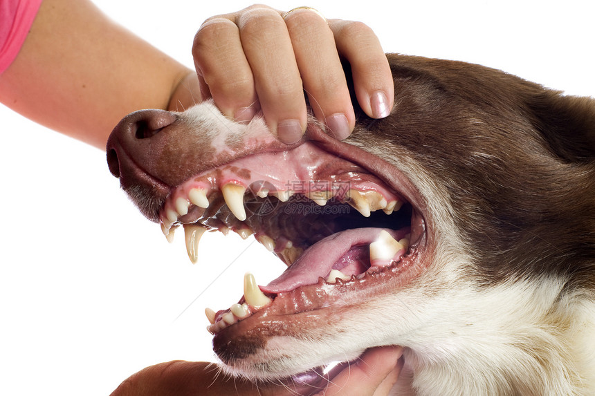 显示牙齿宠物口腔兽医医院牧羊犬牙科棕色白色动物检查图片