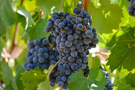 葡萄树上的红葡萄假期浆果植物酒厂栽培收成葡萄旅行酒精藤蔓索诺玛高清图片素材