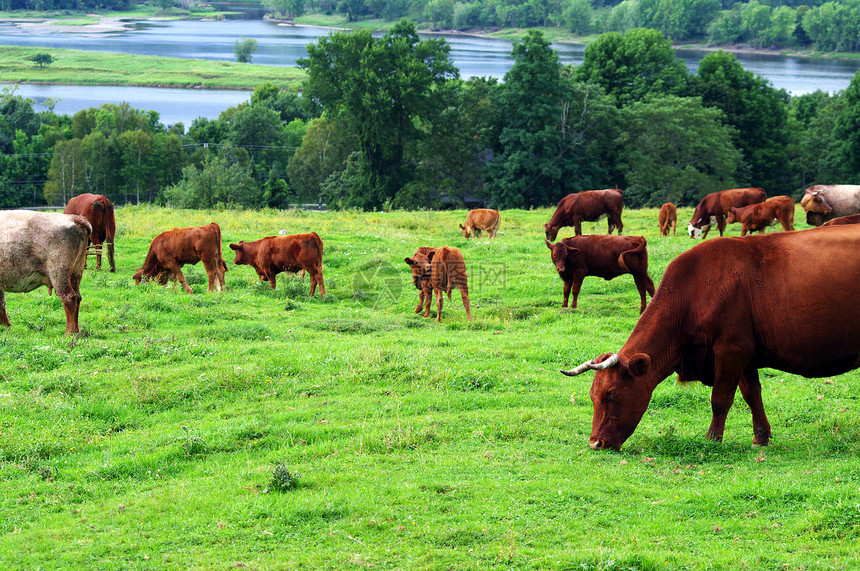 牲畜放牧国家小牛农场牛角草地哺乳动物棕色主题牧场山坡图片