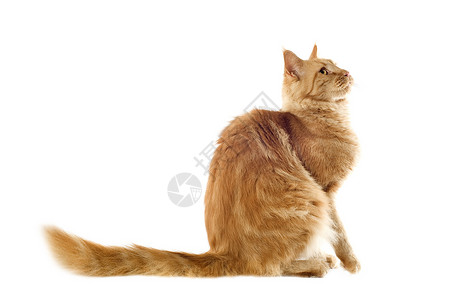 姜麦当心猫眼睛宠物动物工作室棕色背景图片