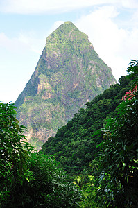 宠物皮顿峰值背景