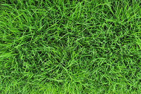 青草植物场地绿色自然背景图片