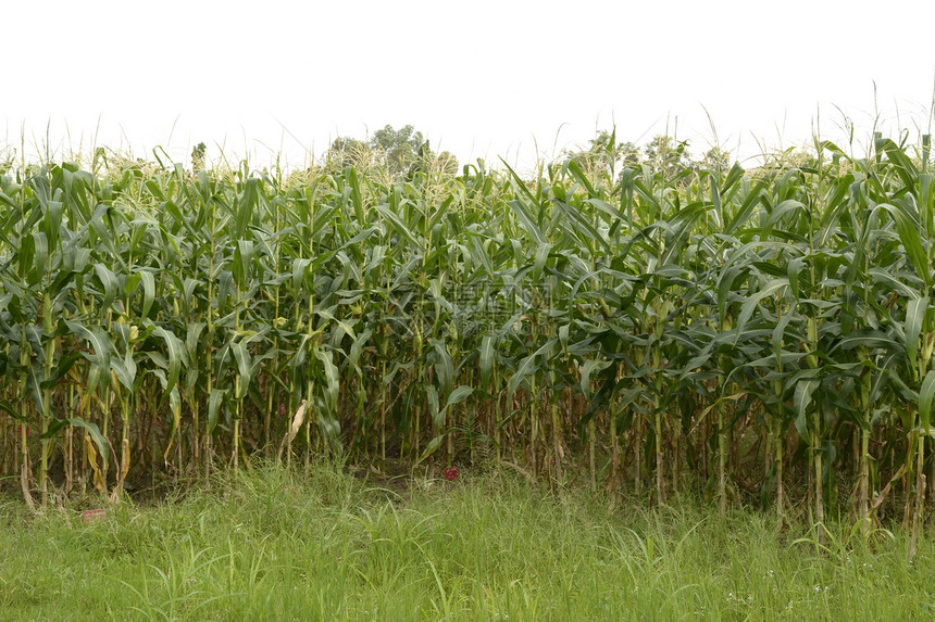 玉米土地环境季节草地蔬菜收成农田叶子农村谷物图片