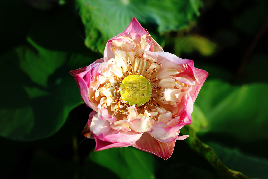 水百合冥想花园池塘季节反射植物学情调荒野明信片环境图片