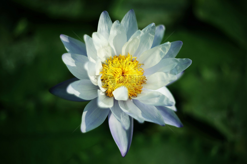 水百合卡片冥想异国花朵荒野花瓣情调环境植物花园图片