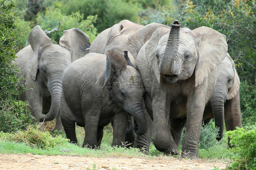 非洲大象之友动物野生动物跑步哺乳动物耳朵公园树干家庭衬套灰色图片