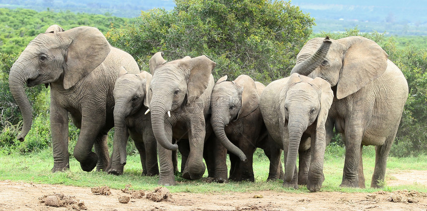 非洲大象在运行图片