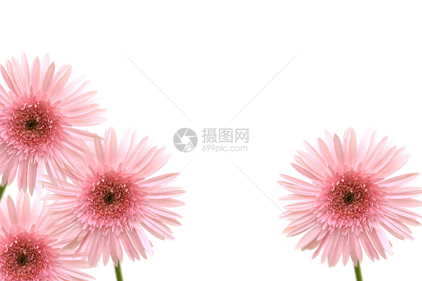 粉红色植物格柏花瓣礼物季节植物群雏菊花头白色植物学图片