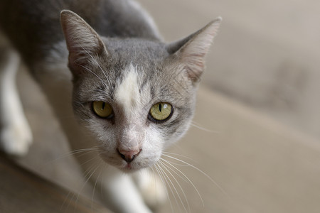 寻找猫鼻子毛皮友谊头发眼睛哺乳动物灰色猫咪宠物小猫灰色的高清图片素材