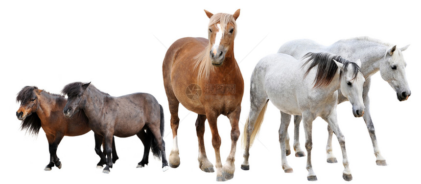 马和小马白色家畜宠物农场马匹工作室棕色马术哺乳动物动物图片