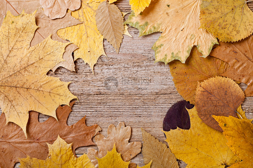 秋叶木本底的树叶黄色空白框架边缘棕色边界木头休息标题季节图片