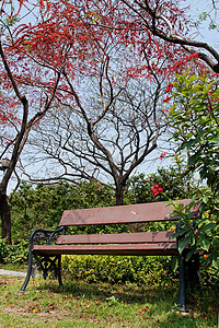 带有红花树的公园热带季节性植物学游客灯泡季节旅行植物群红色绿色花园高清图片素材