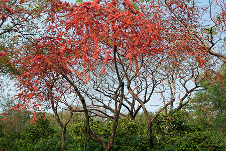 带有红花树的公园绿色植物学旅行植物群红色灯泡热带季节性季节游客绿色的高清图片素材